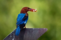 Lednacek hnedohlavy - Halcyon smyrnensis - White-throated Kingfisher o5403